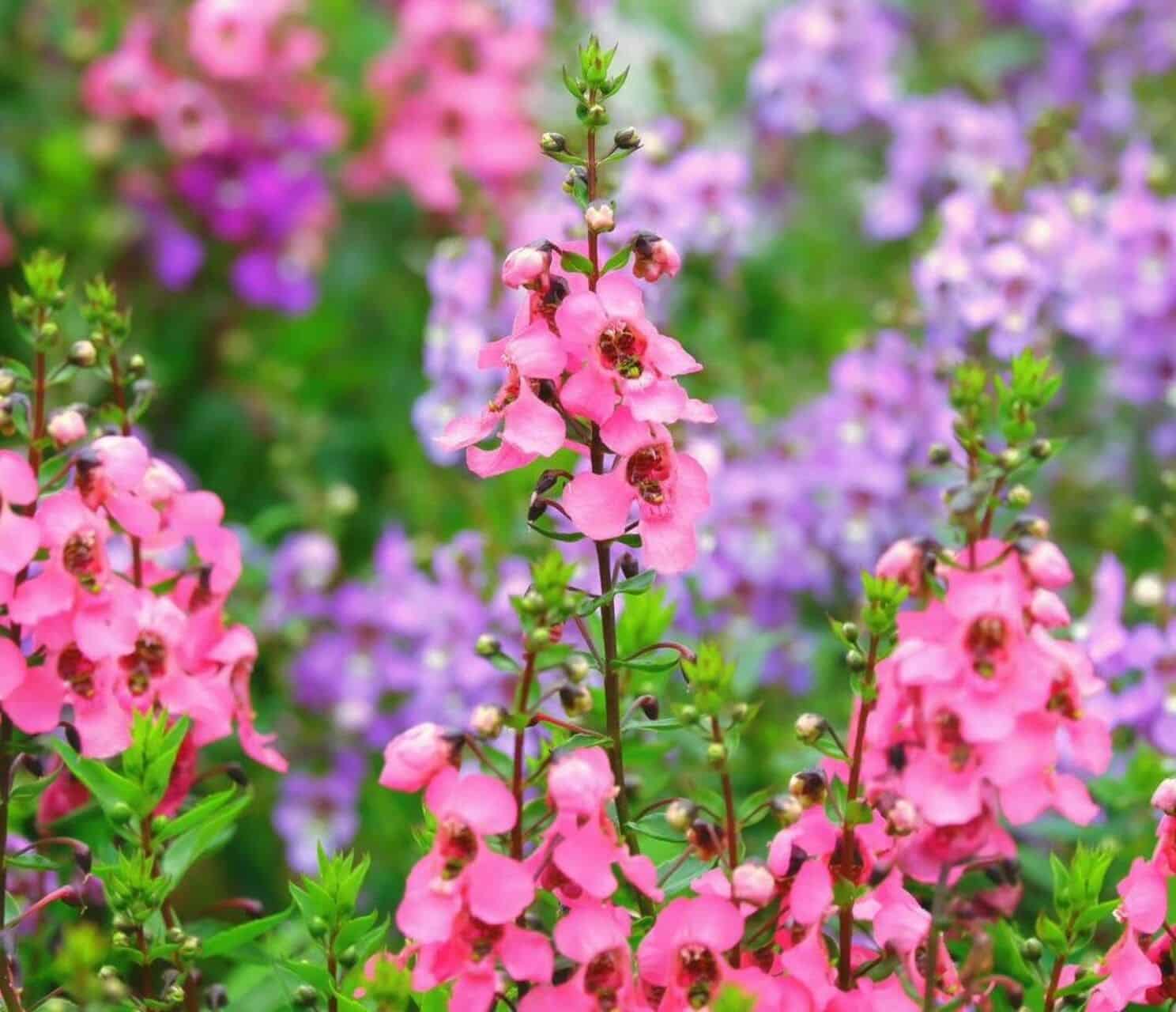 Flor angelonia