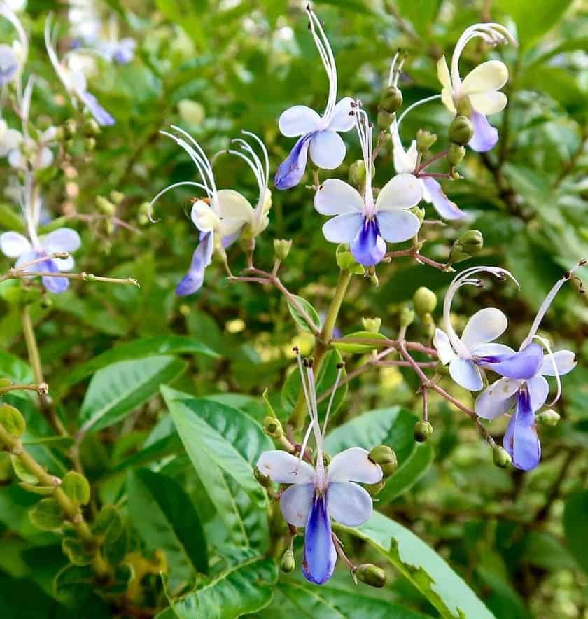 flor borboleta