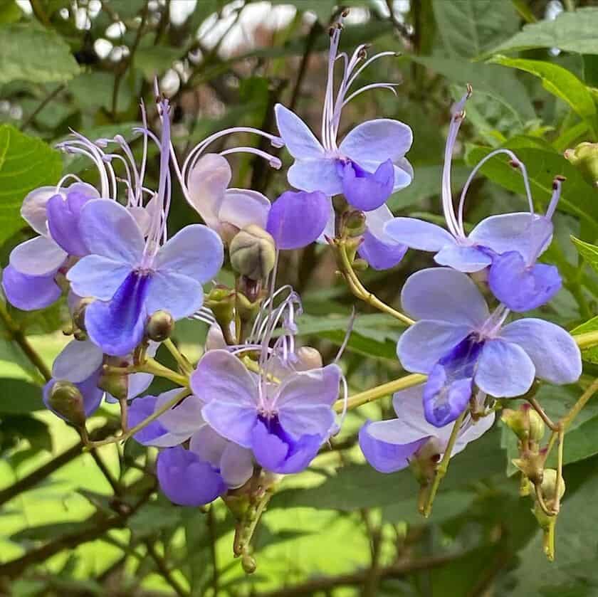 Flor borboleta