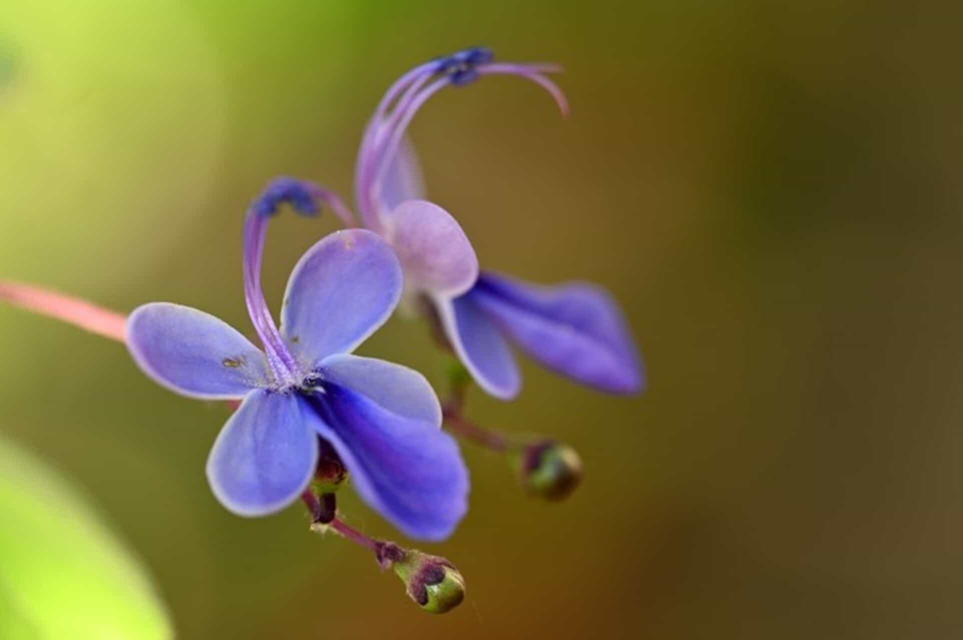 Flor borboleta