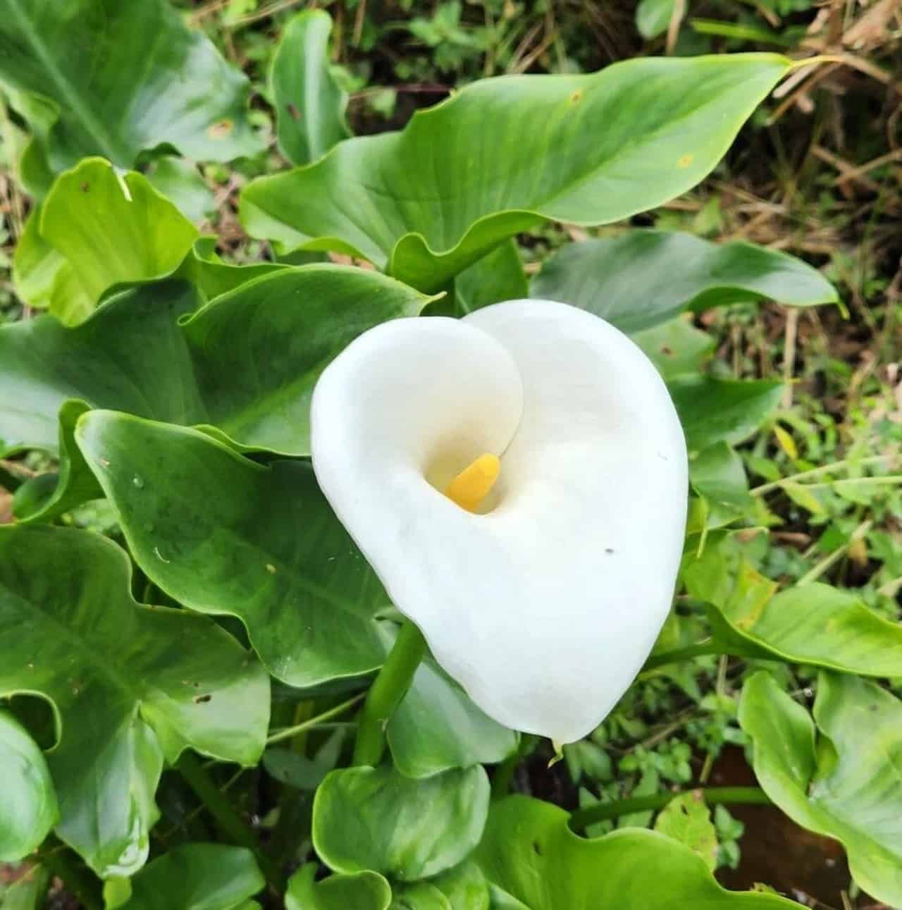 Flor copo de leite