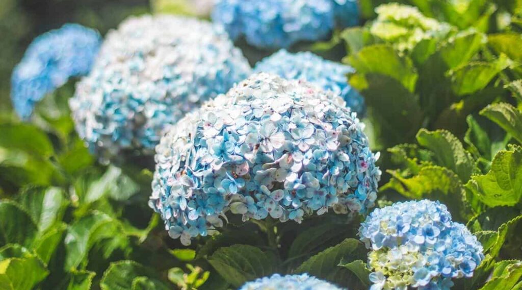 Flores azuis