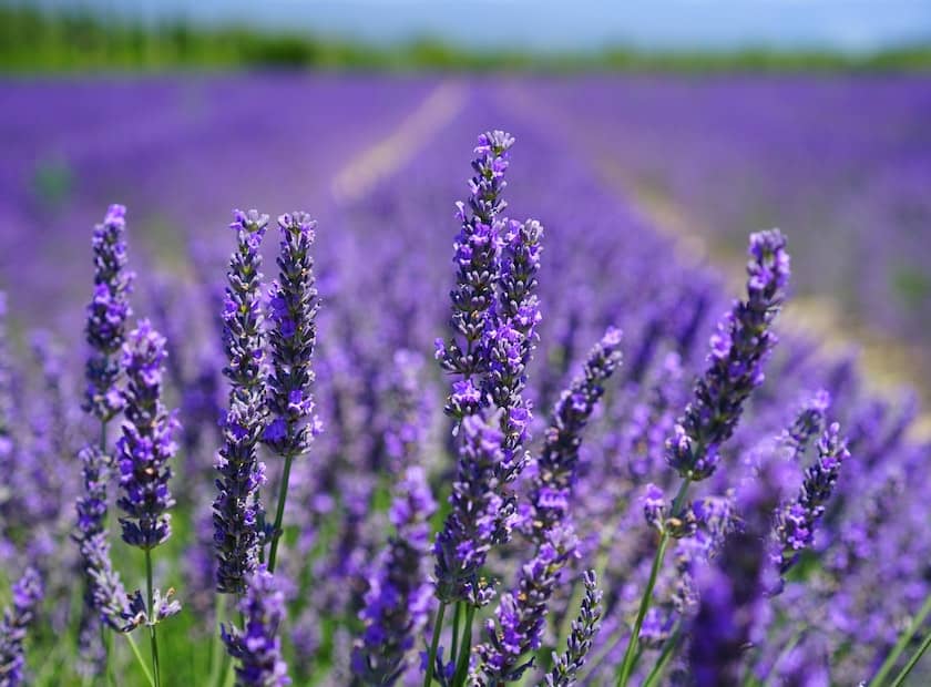 flores azuis - lavanda