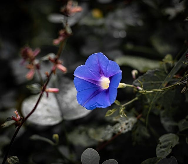 Flores azuis - petunia