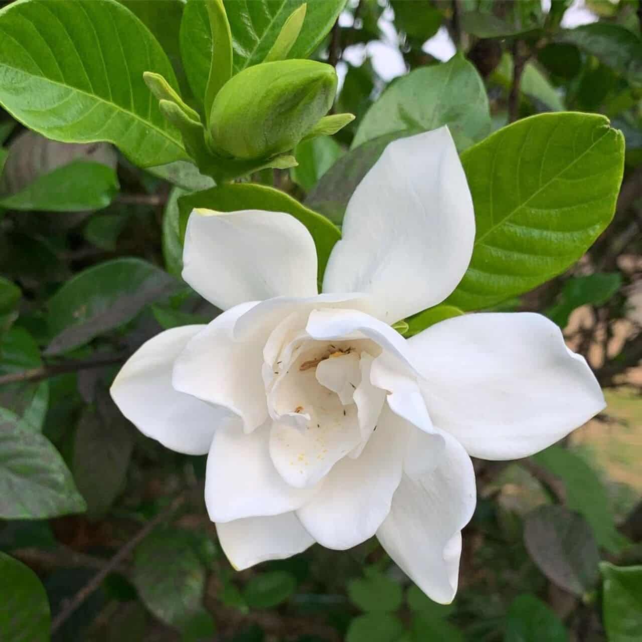 Gardenia - flor