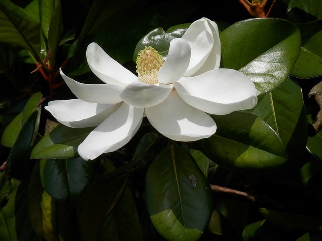 magnolia