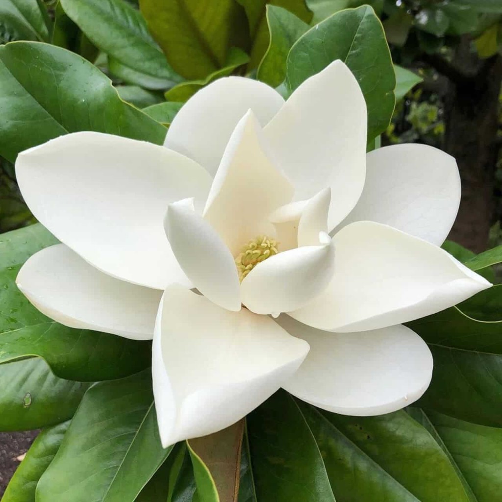 Magnolia