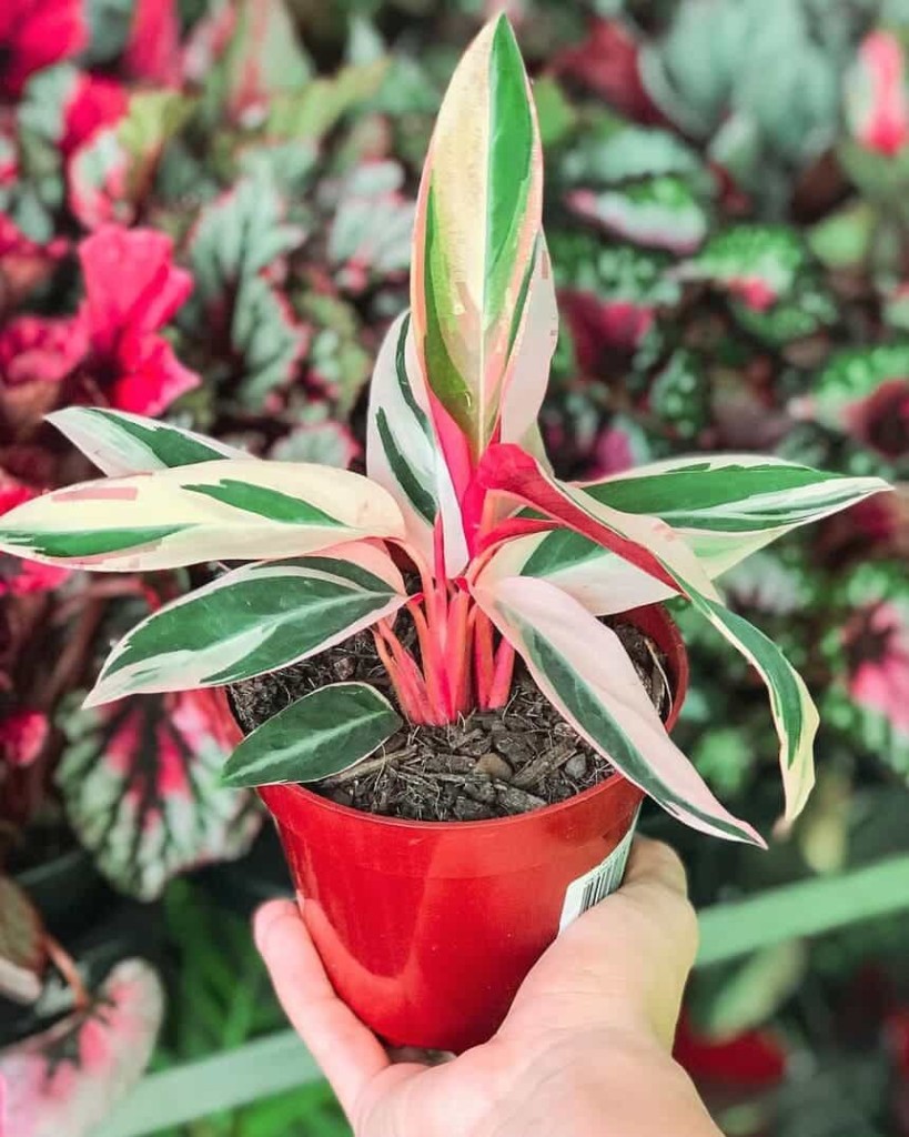 Maranta tricolor