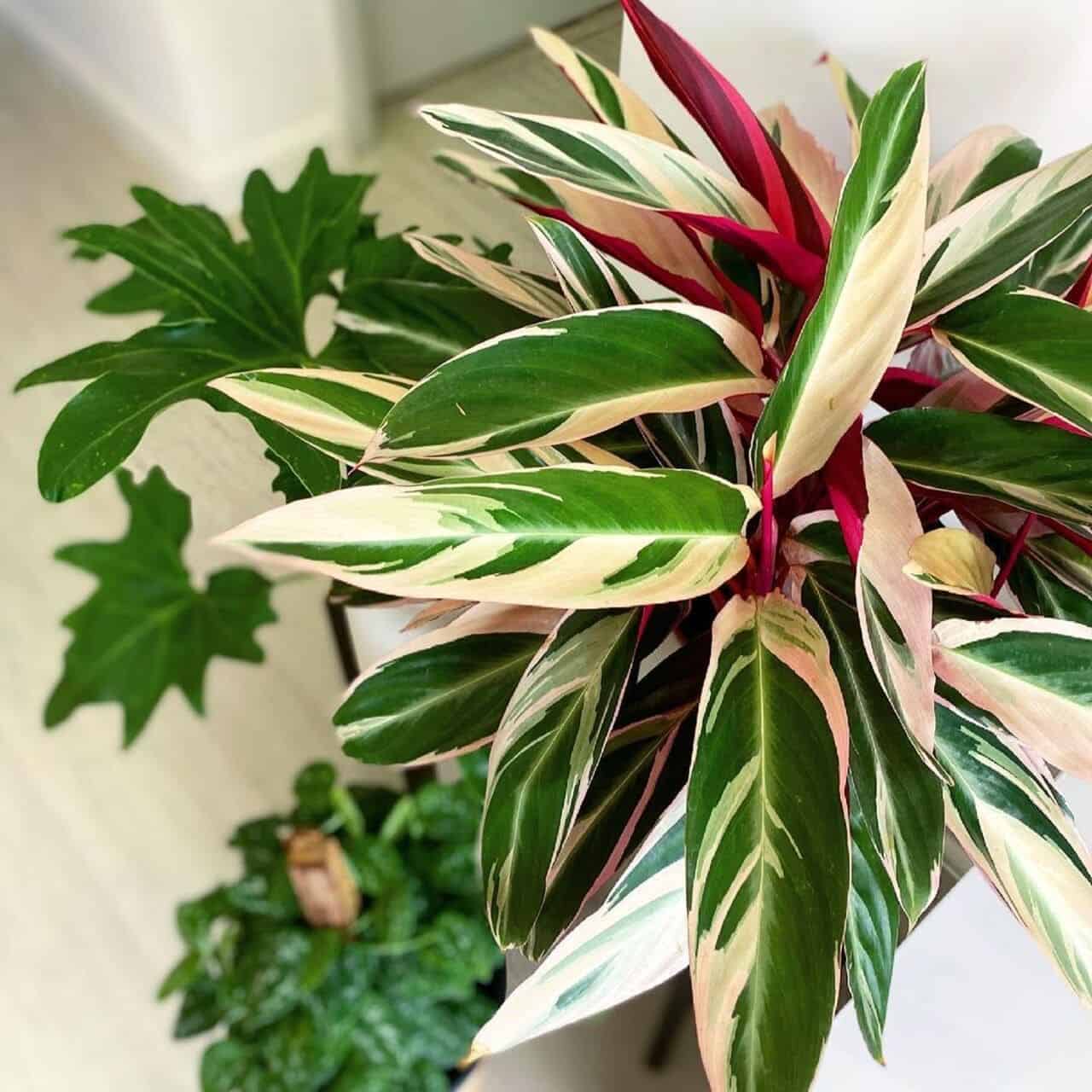 Maranta tricolor