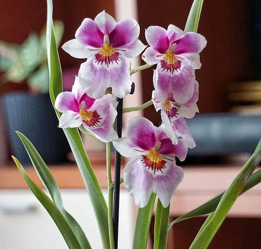 Orquidea miltonia