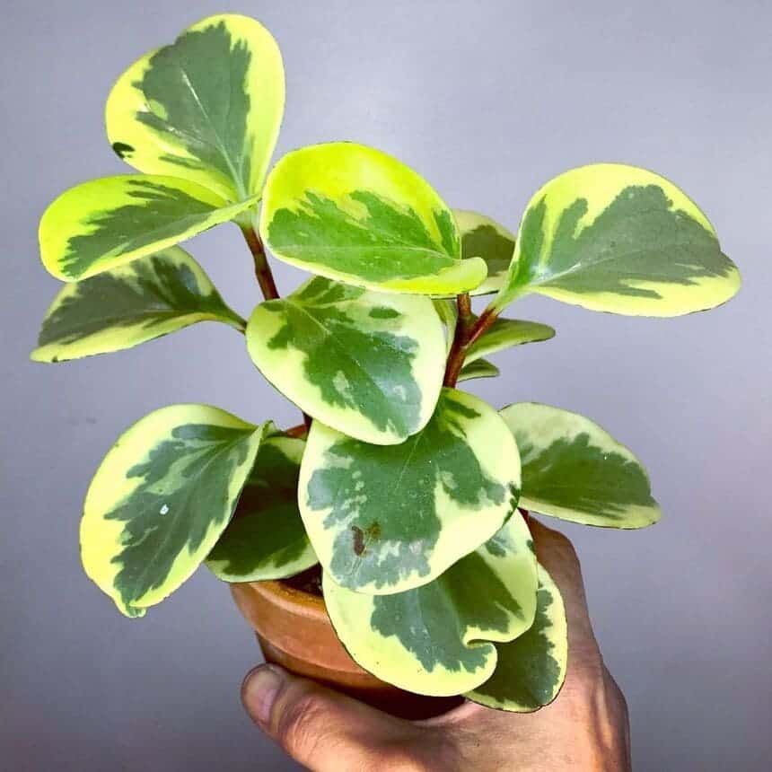 peperomia variegata