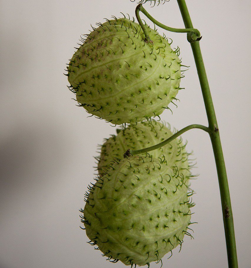 Planta balão