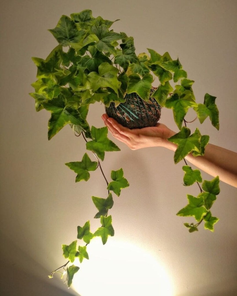 plantas pendentes - hera