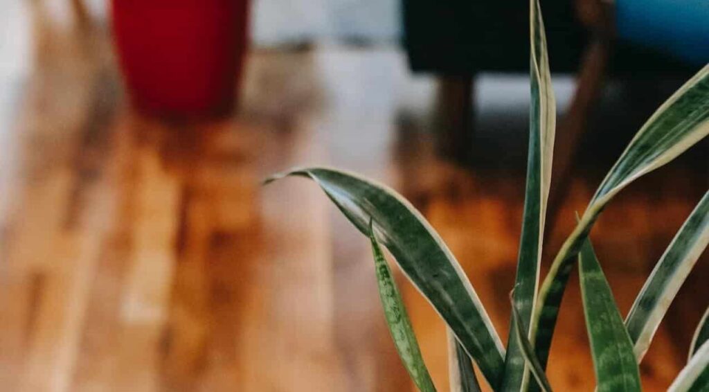 Sansevieria