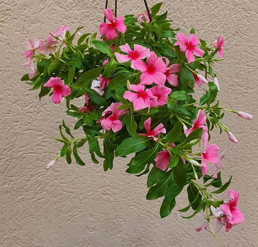 Vinca pendente