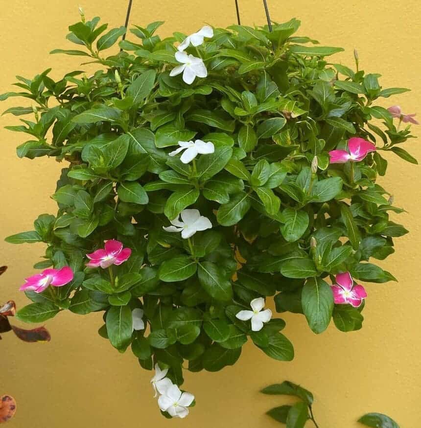 vinca pendente