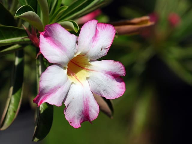 planta rosa do deserto