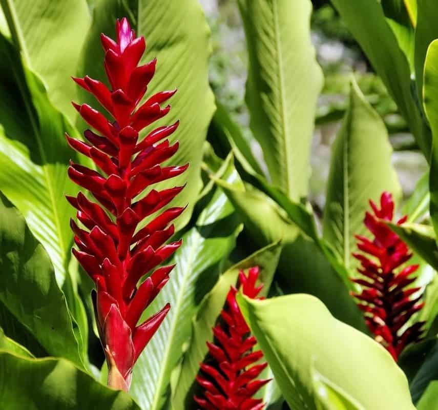 alpinia purpurata 1