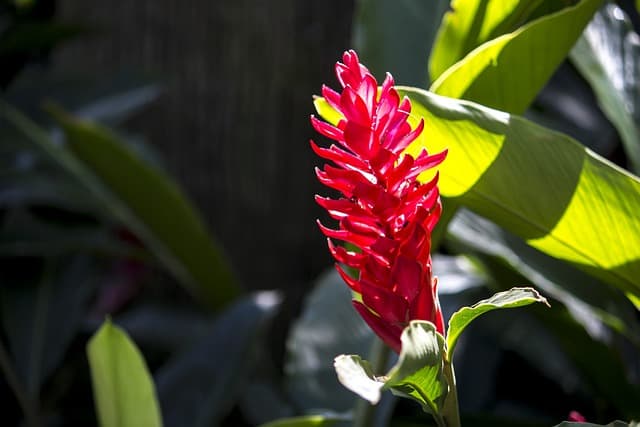 alpinia purpurata 2