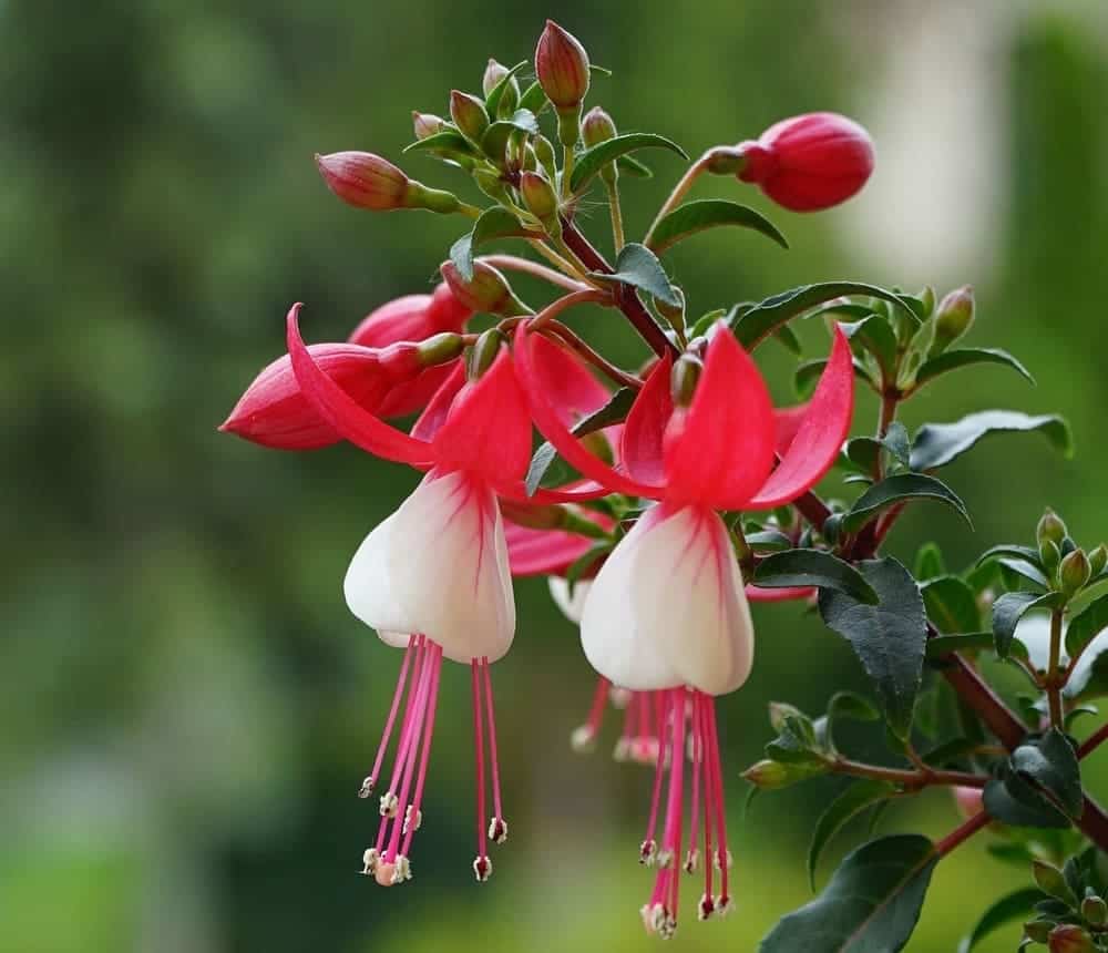 5 Plantas Trepadeiras com Flores para cultivar em Vasos