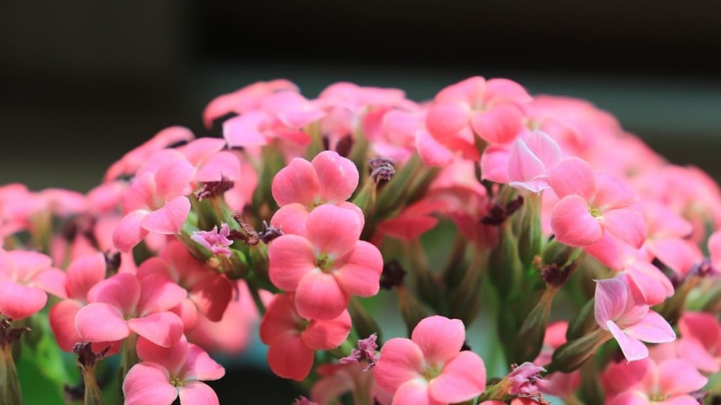 como cuidar de kalanchoe 1