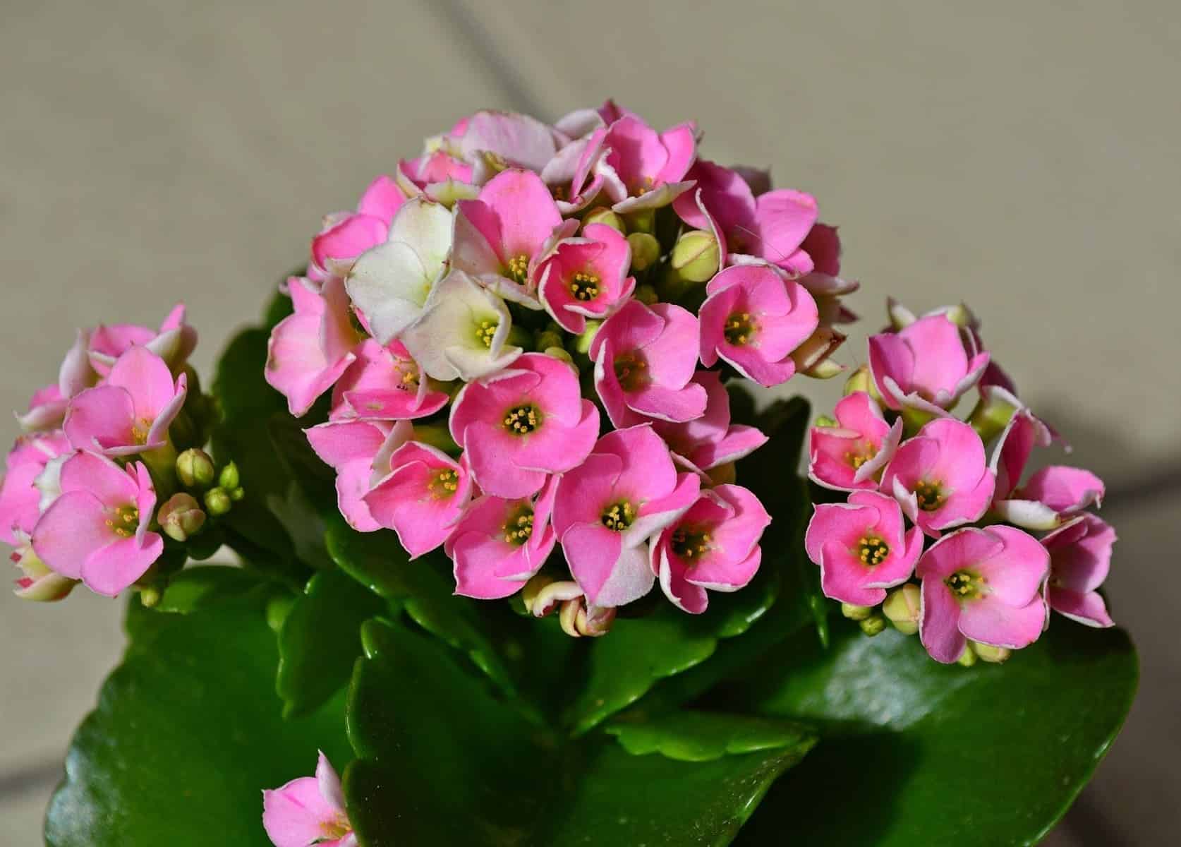 como cuidar de kalanchoe