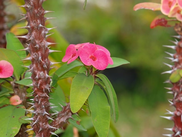 coroa-de-cristo