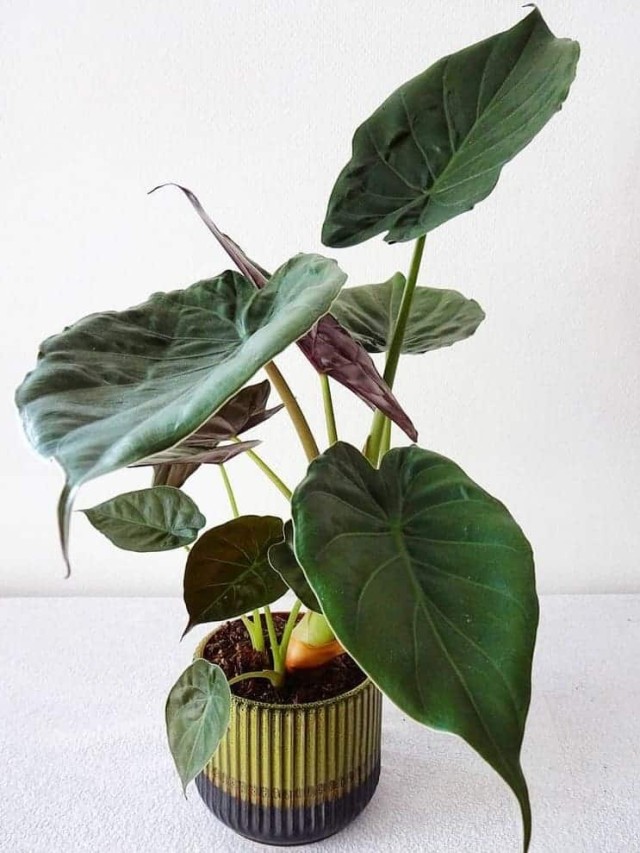 cropped-alocasia-wentii-1.jpg