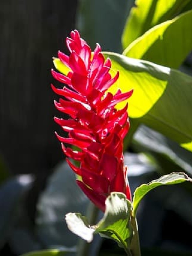 cropped-alpinia-purpurata-2.jpg