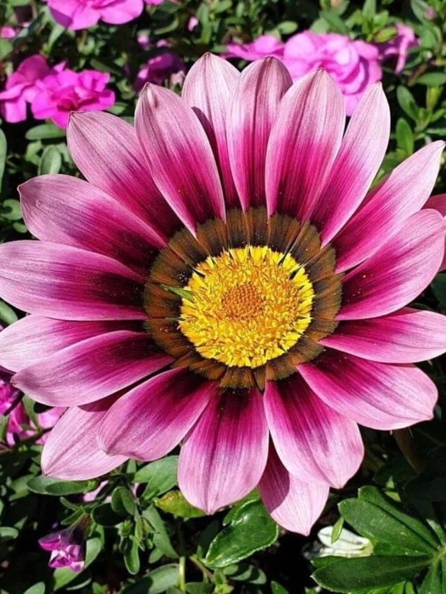 Gazania