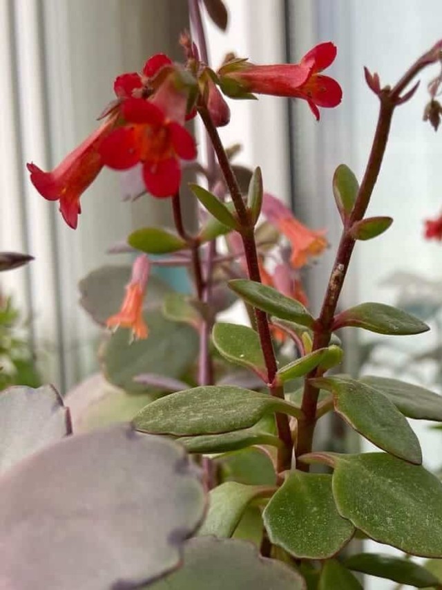 cropped-kalanchoe-manguinii-1.jpg