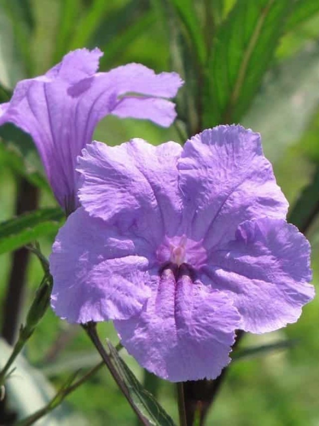 cropped-petunia-mexicana-1.jpg