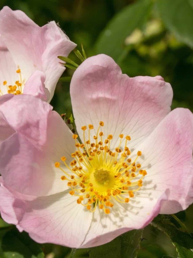 rosa canina