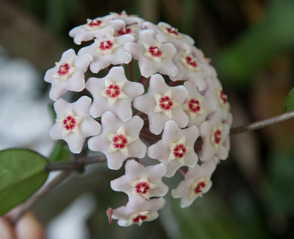 Flor de cera