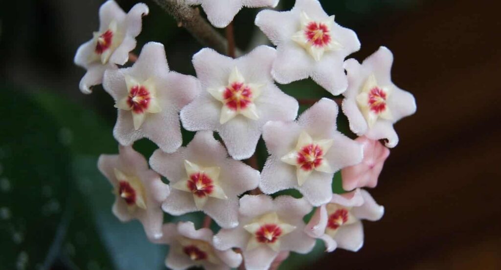 Flor de cera