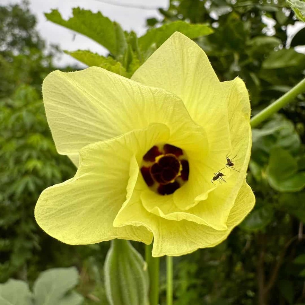 flor do quiabo