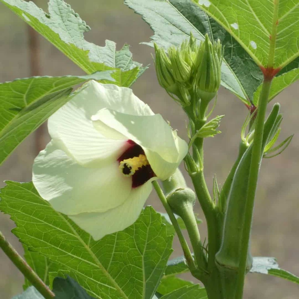 flor do quiabo