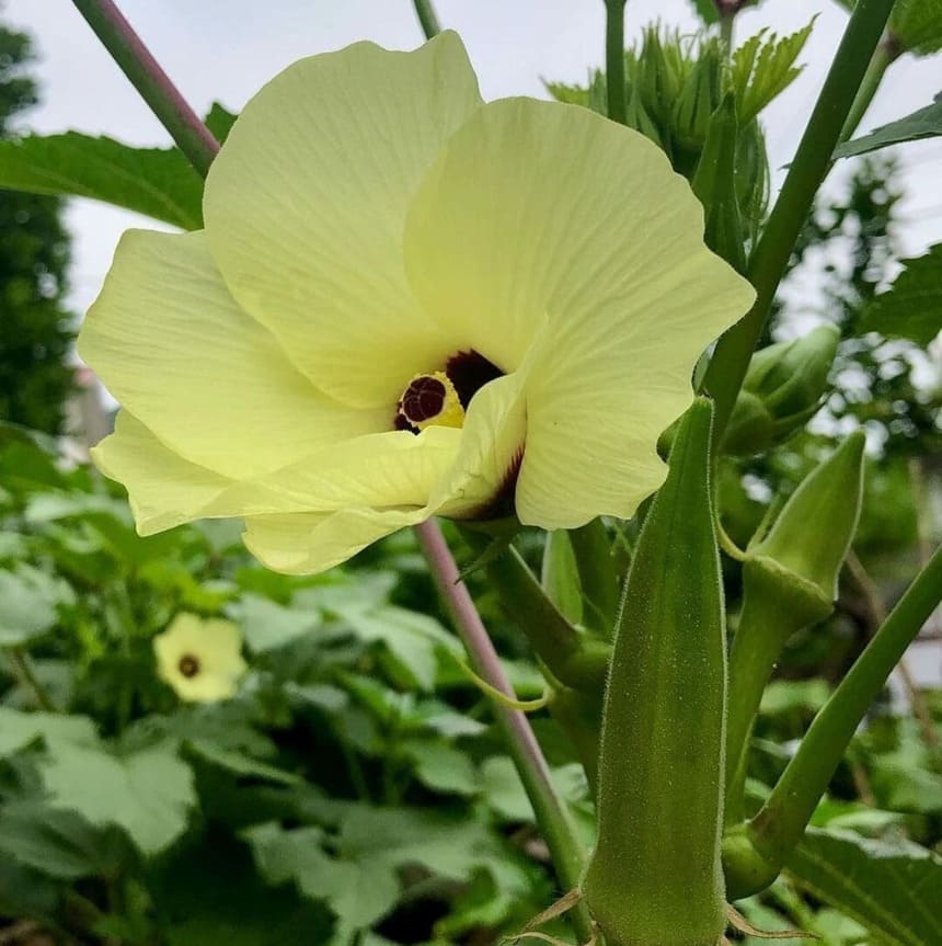 flor do quiabo