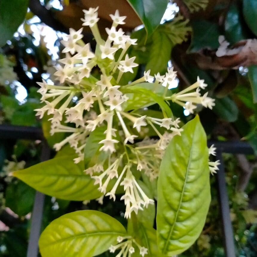 flor branca cheirosa e perfumada