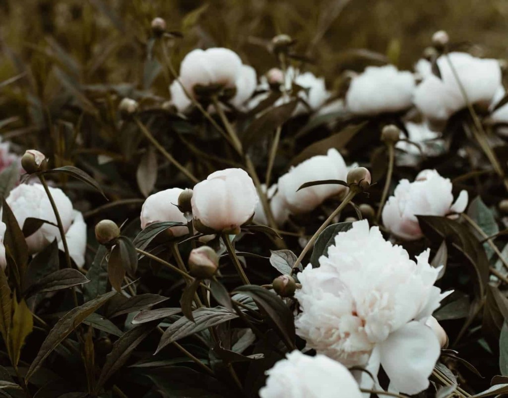 flor branca cheirosa e perfumada