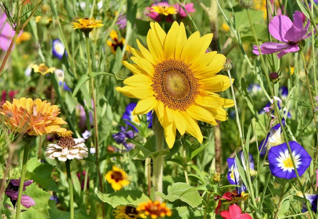 flores do verao