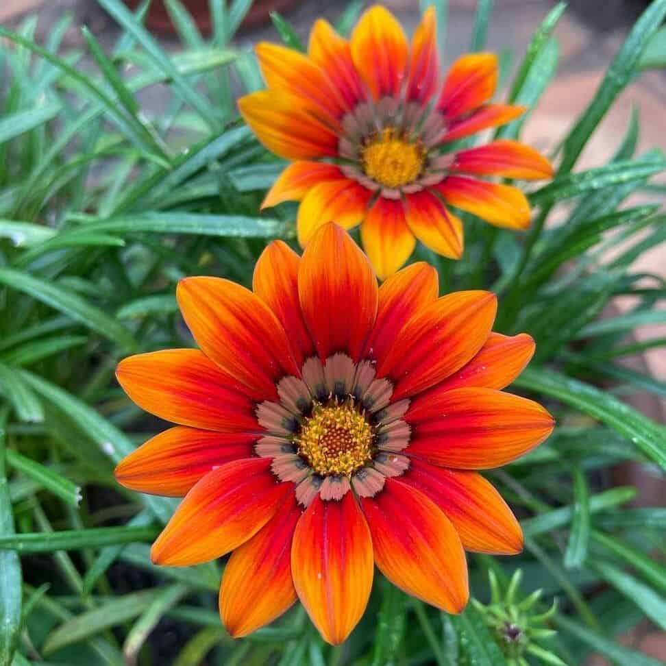 gazania 1