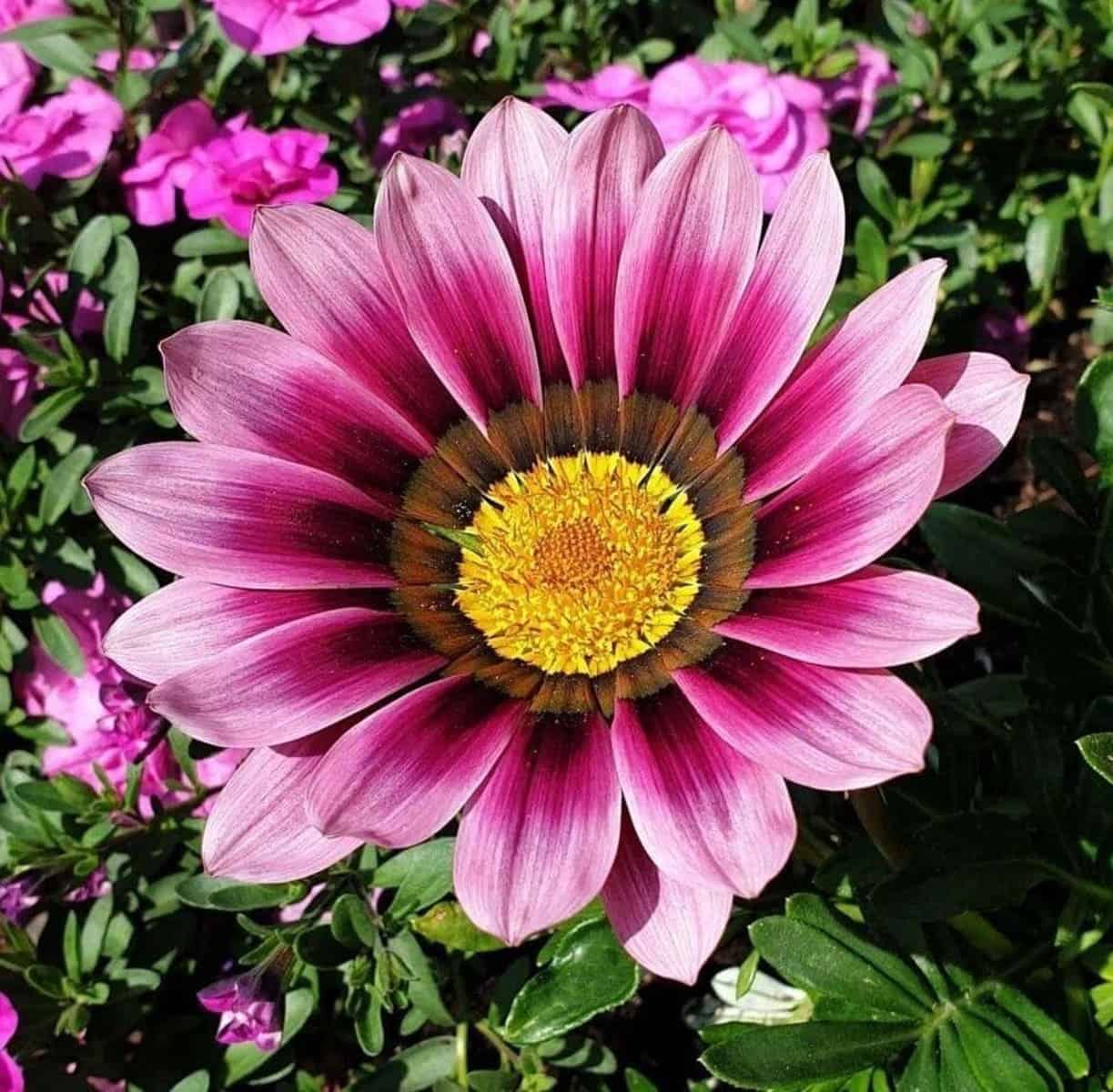 Gazania