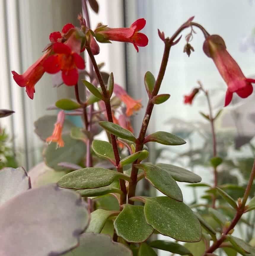 kalanchoe manguinii