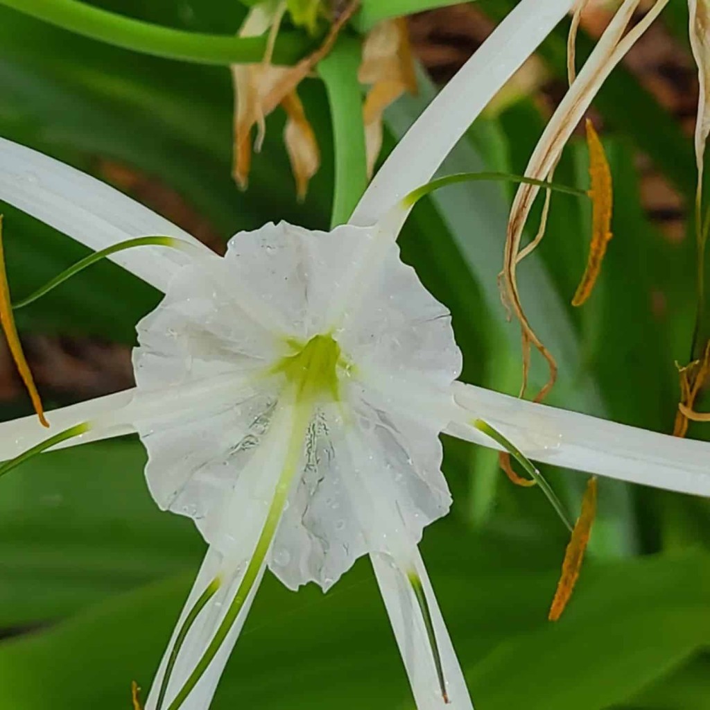 lírio-aranha