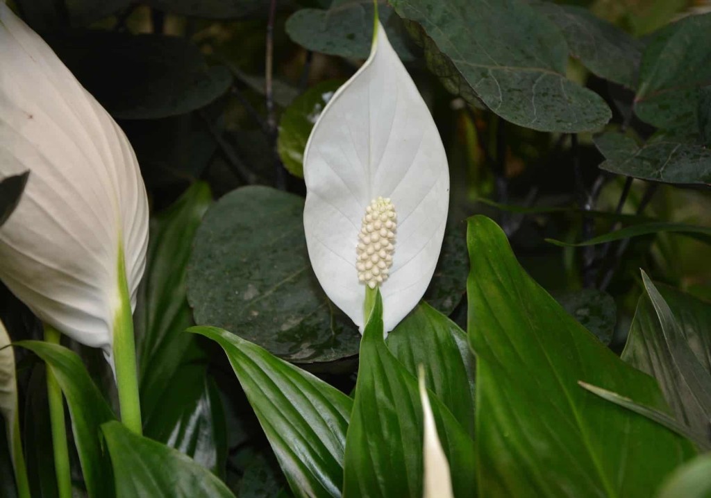 plantas que não morrem facilmente- lirio da paz