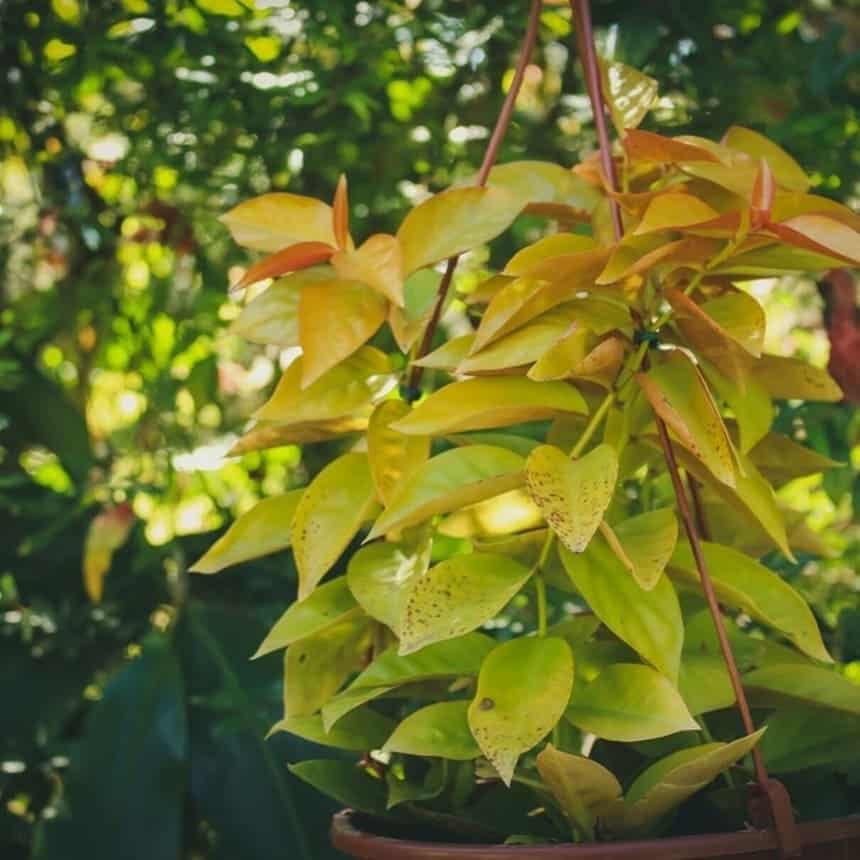 como plantar ora-pro-nobis em vaso