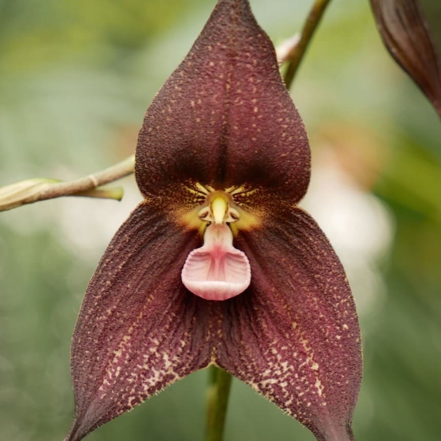 orquidea cara de mico