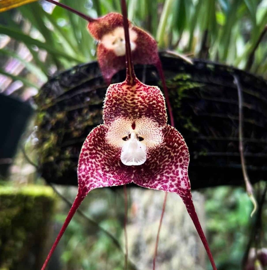 orquidea cara de mico