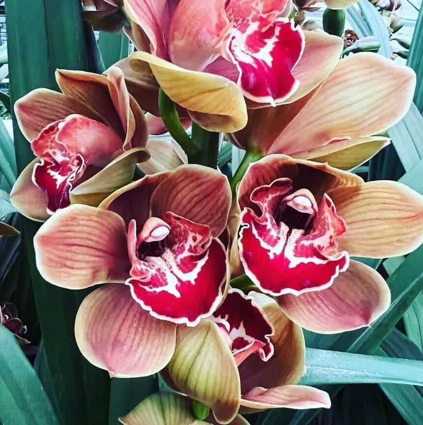 Orquidea cymbidium